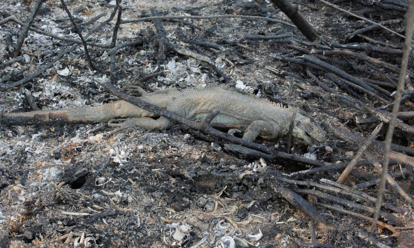 Queimada no Pantanal destruiu 26% de todo bioma. | Foto: Chico Ribeiro/Governo do Mato Grosso