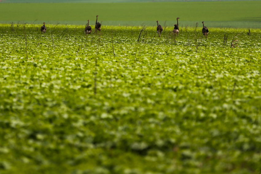 Moratória da Soja deveria, inicialmente, durar dois anos, mas foi renovada em defesa do meio ambiente. | Foto: Marcelo Camargo/Agência Brasil